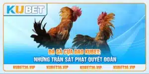 Đá gà cựa dao kubet: Những trận sát phạt quyết đoán