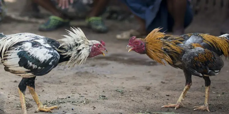 Đá gà cựa sắt mãn nhãn