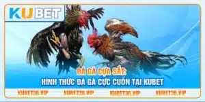 Đá gà cựa sắt: Hình thức đá gà cực cuốn tại kubet