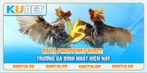 Đá gà Philippines kubet: Trường gà đỉnh nhất hiện nay