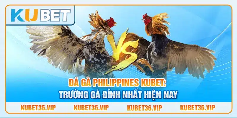 Đá gà Philippines kubet: Trường gà đỉnh nhất hiện nay