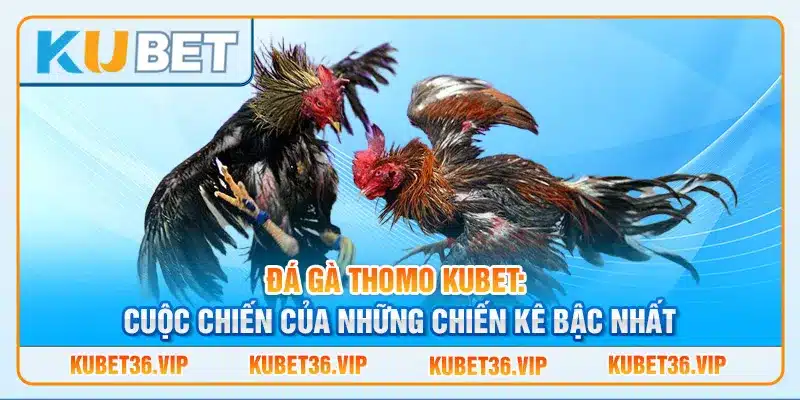 Đá gà Thomo kubet: Cuộc chiến của những chiến kê bậc nhất