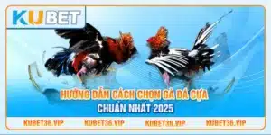 Hướng dẫn cách chọn gà đá cựa chuẩn nhất 2025